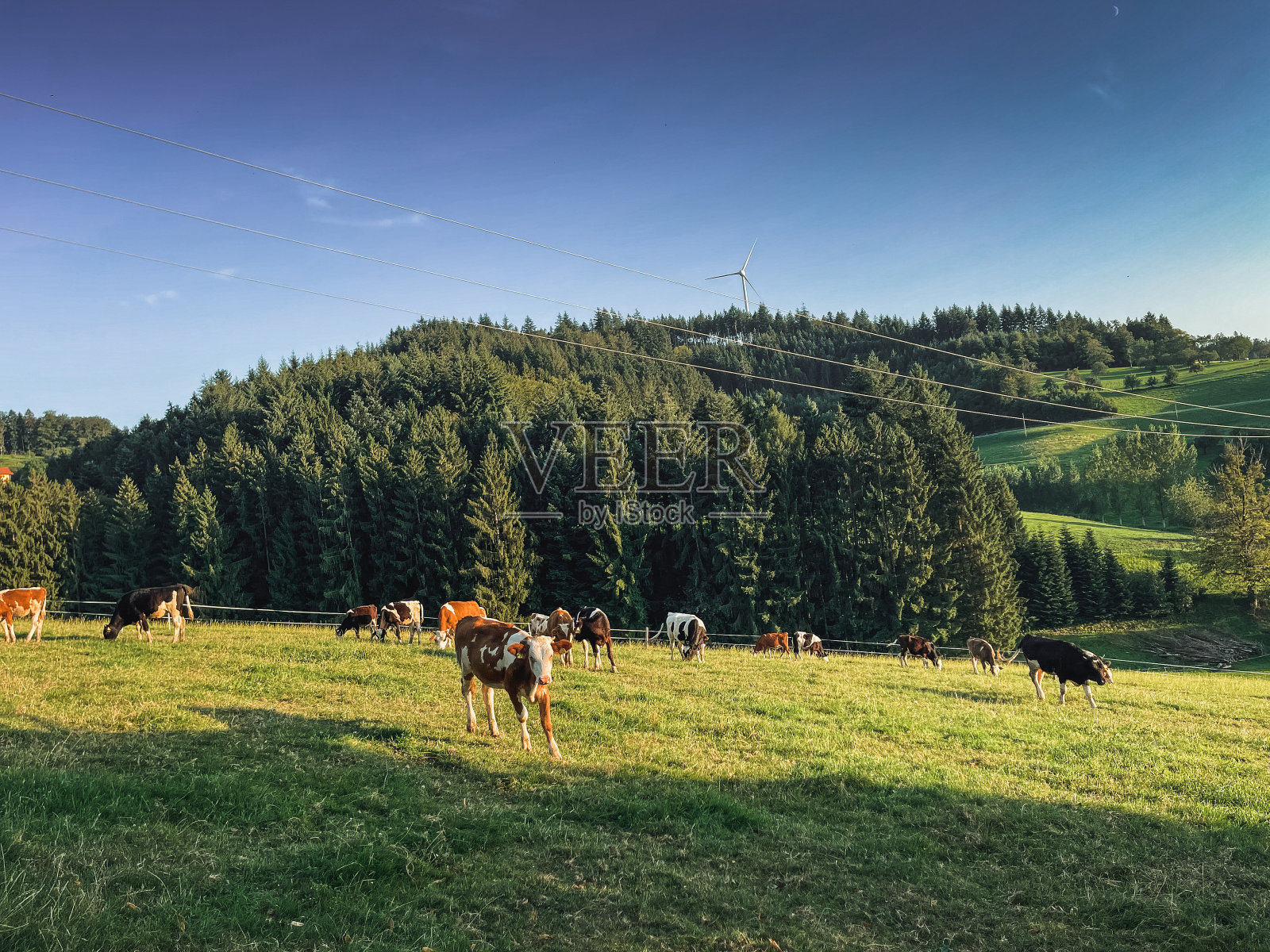 德国阿尔卑斯山上的奶牛照片摄影图片