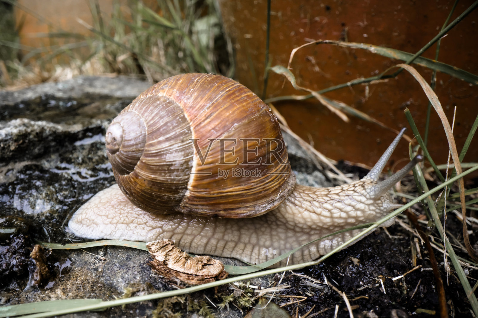 罗马或勃艮第蜗牛,螺旋体,近距离。照片摄影图片