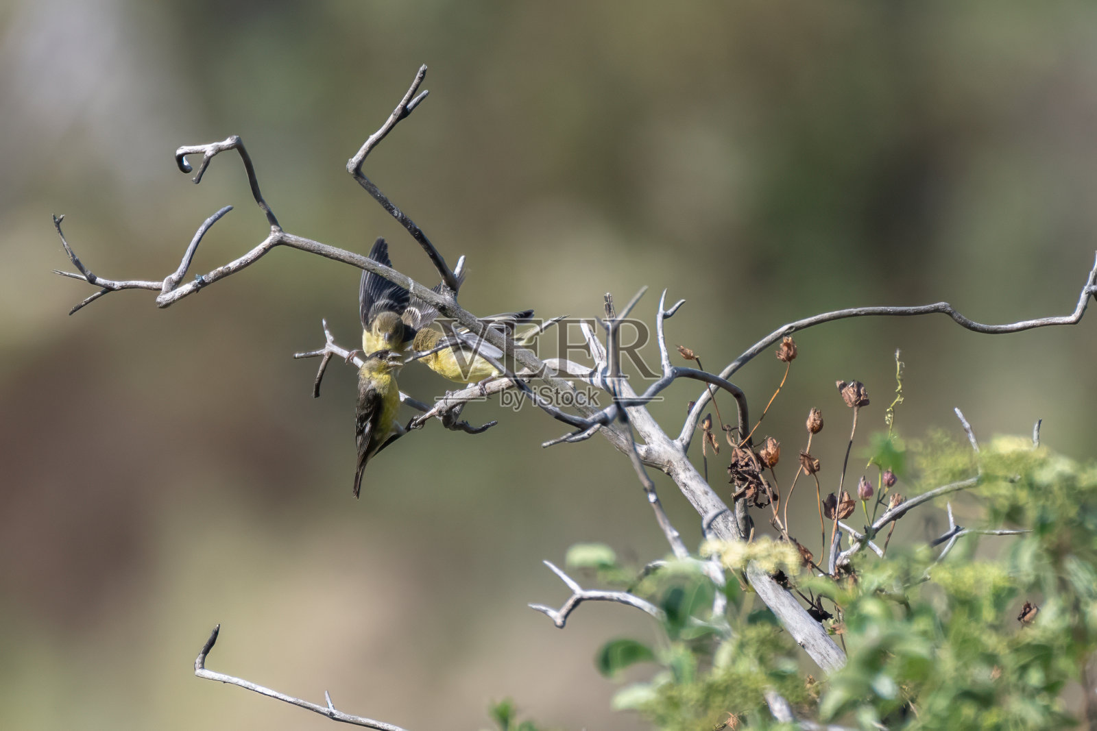 峡谷草地上与大自然互动的鸟儿。照片摄影图片