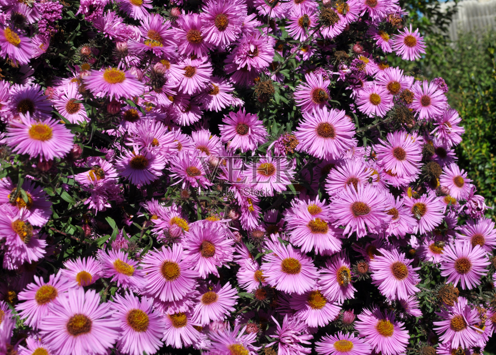 多年生灌木紫苑在花园里盛开照片摄影图片