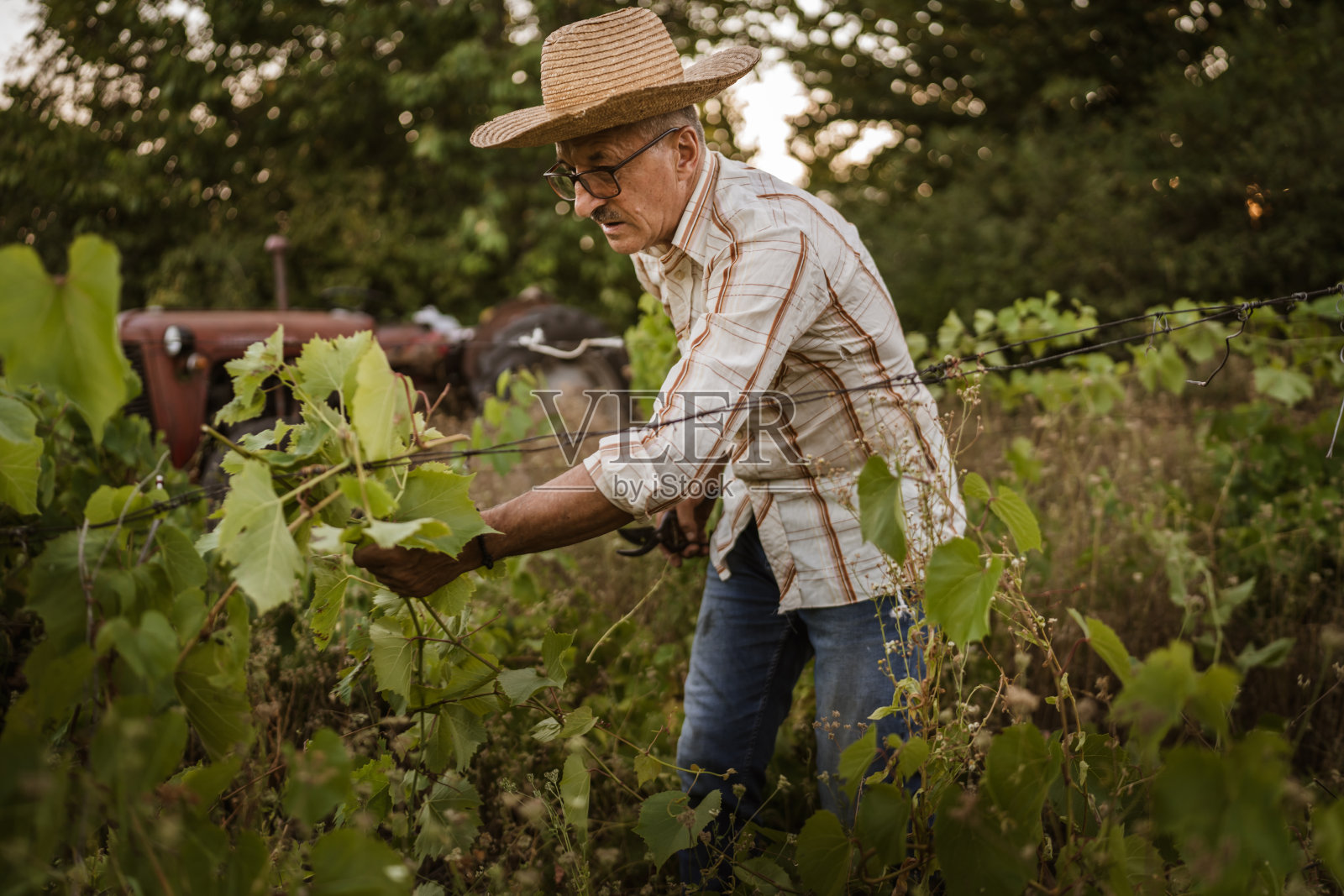 老农夫在葡萄园里修剪葡萄照片摄影图片