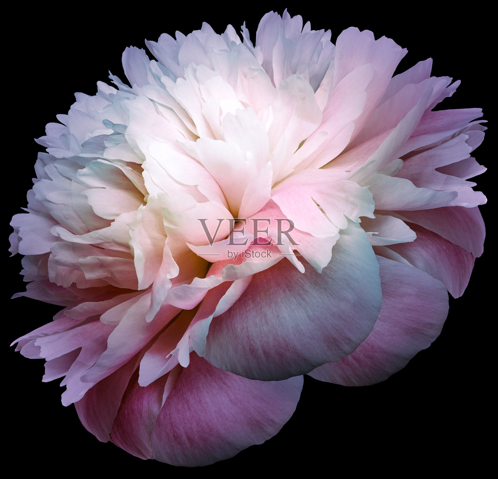 牡丹花在黑色孤立的背景与剪辑路径。特写镜头。为设计。大自然。照片摄影图片