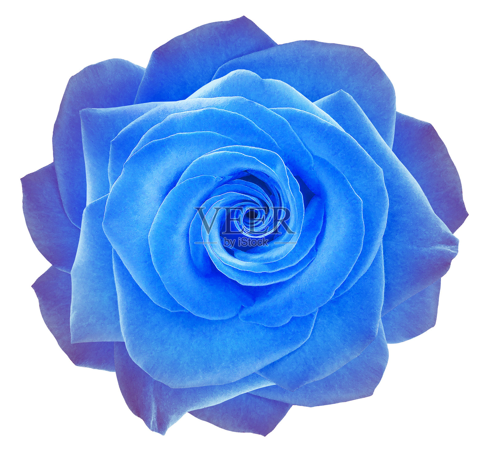 蓝色玫瑰花在白色孤立的背景与剪辑路径。特写镜头。为设计。大自然。照片摄影图片