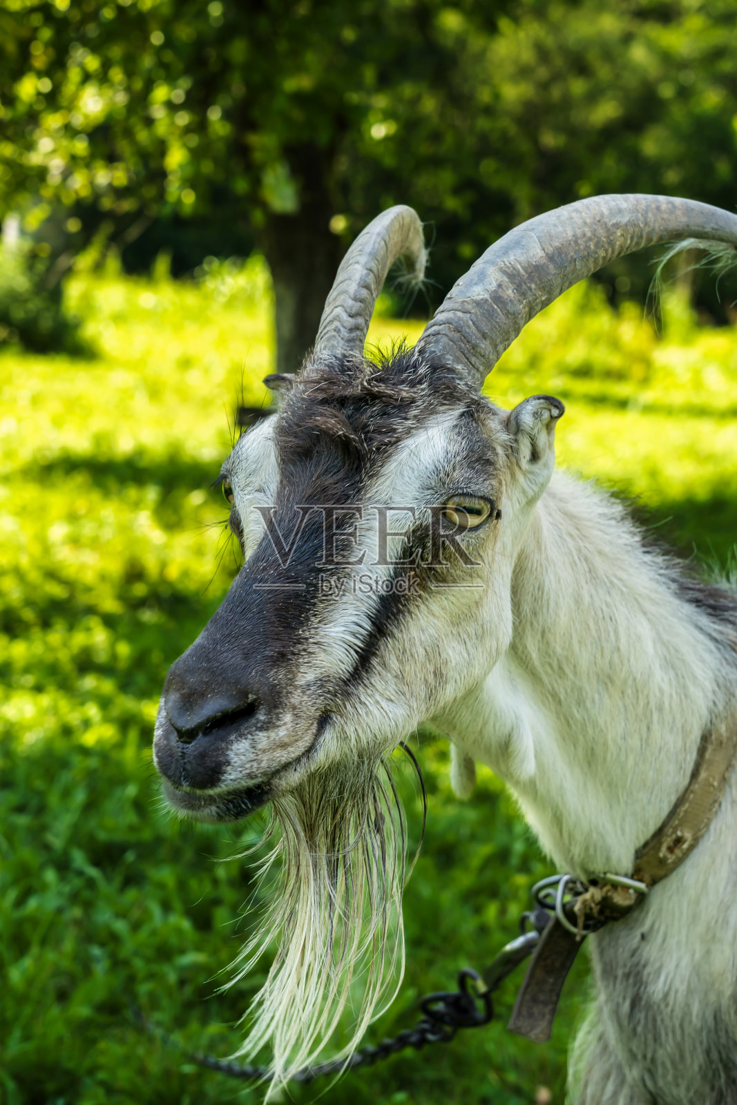 有角的家养灰山羊,被绿色自然包围的山羊肖像照片摄影图片