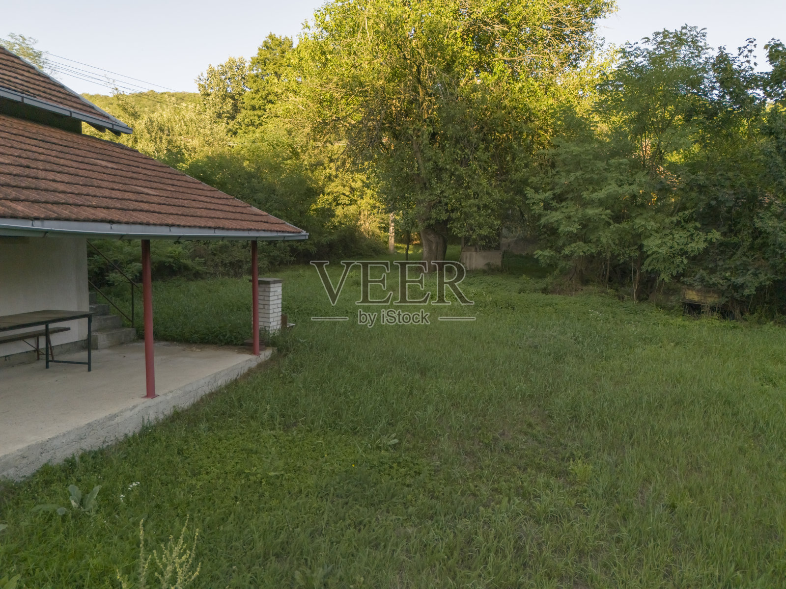 杂草丛生的院子里照片摄影图片