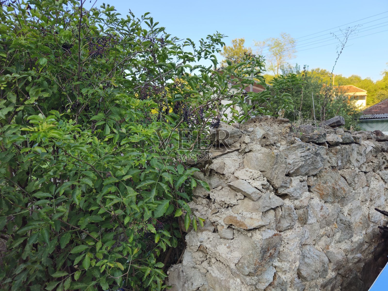 杂草丛生的院子里照片摄影图片