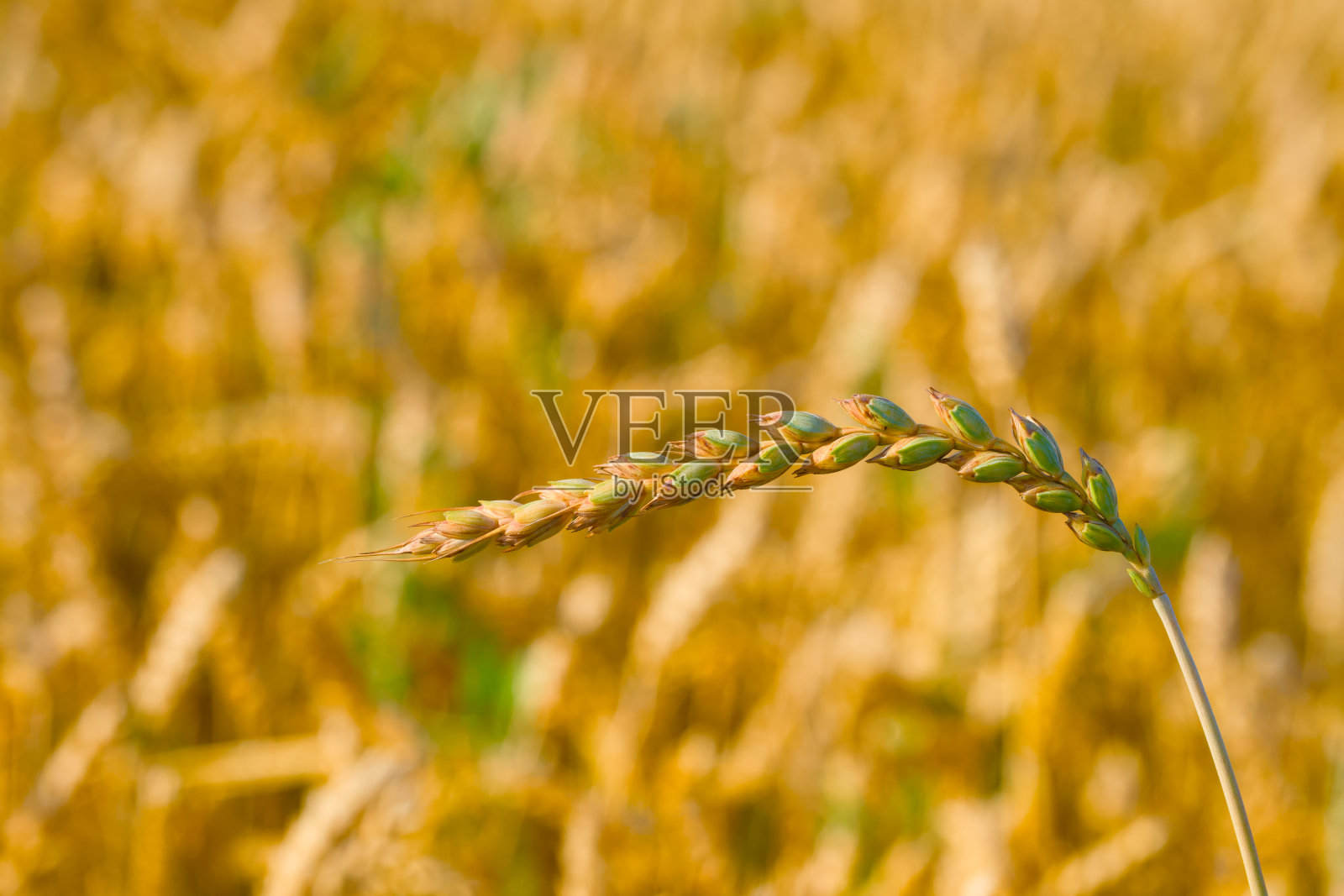 成熟的葡萄穗照片摄影图片