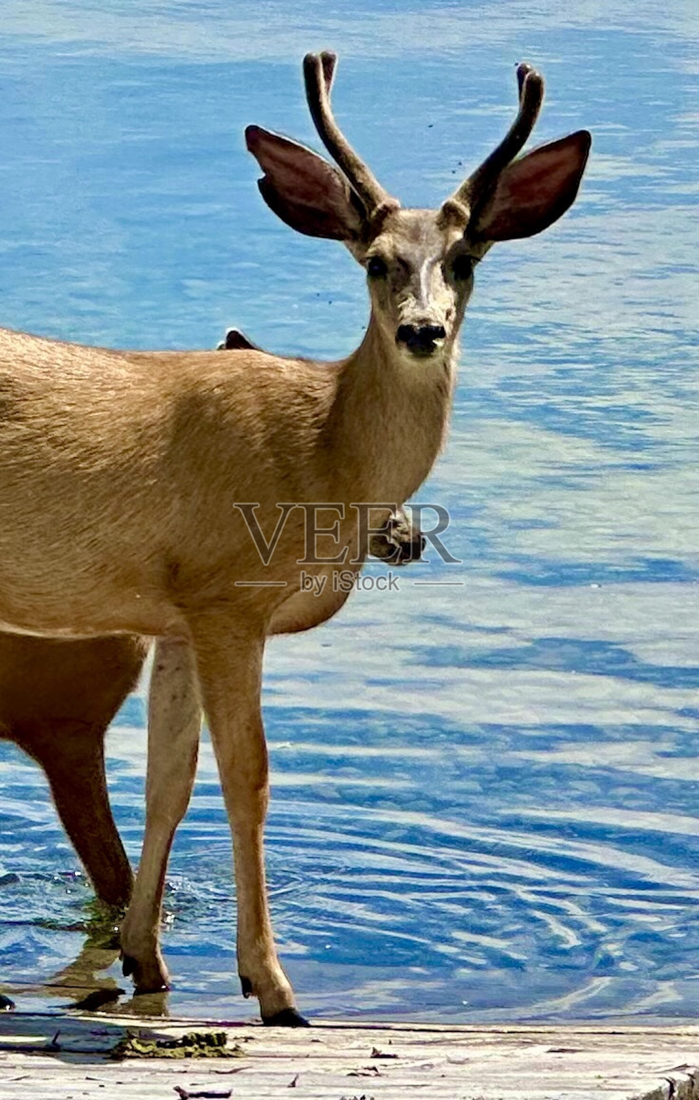 站在湖边码头上的鹿特写照片摄影图片