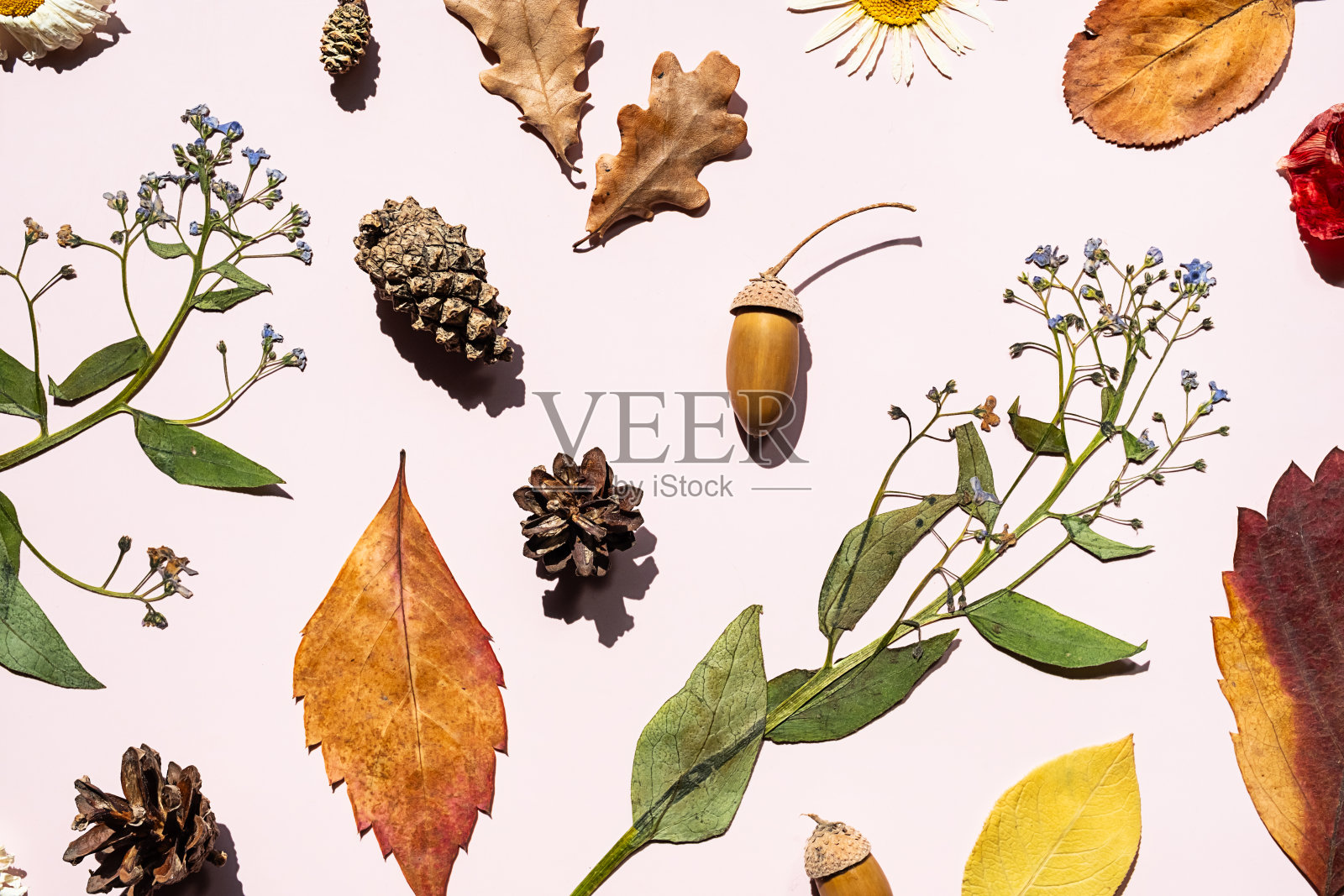 秋天的树叶和干燥的自然元素在浅色的背景。照片摄影图片