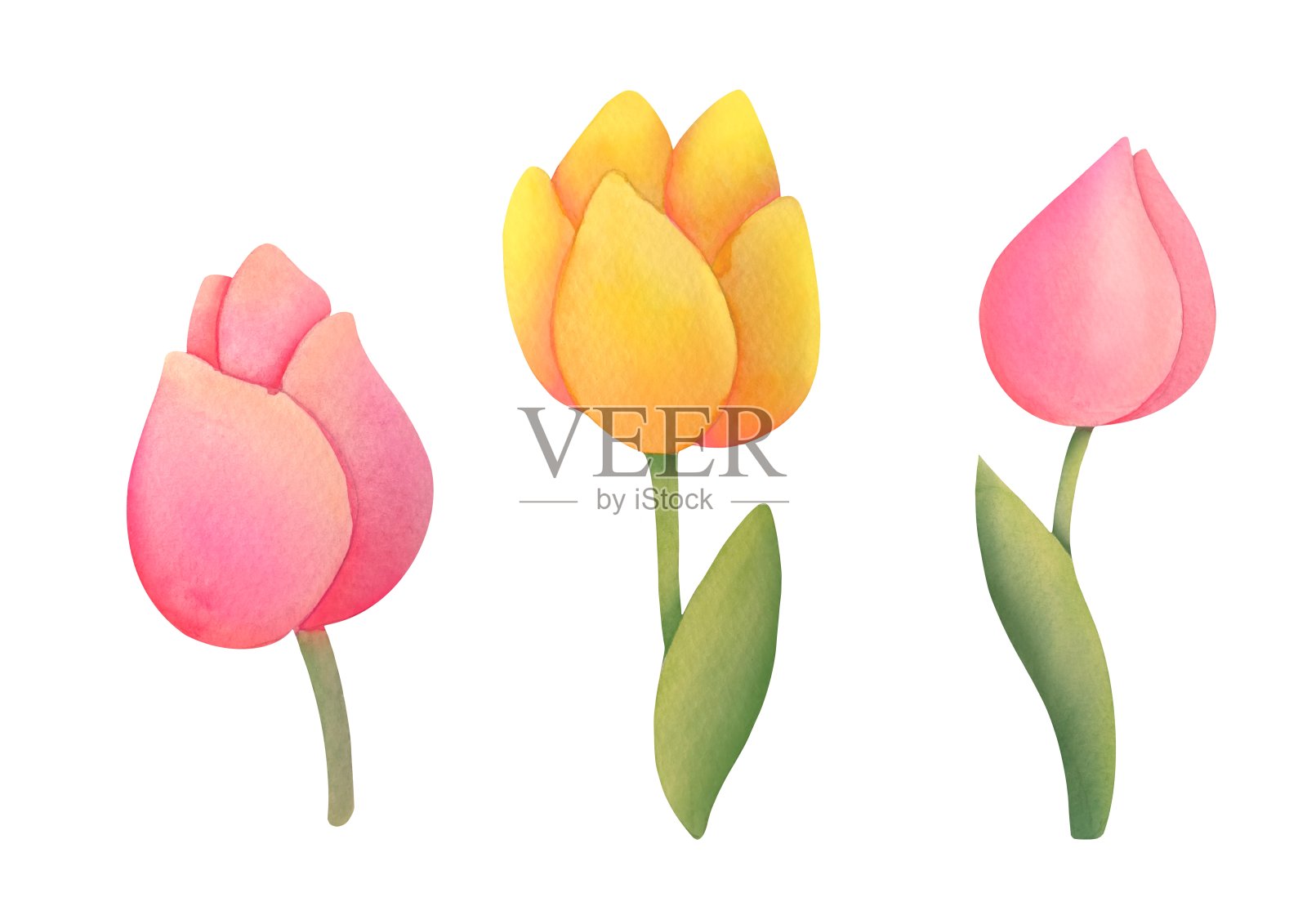 水彩黄色,粉红色的郁金香设置在白色的背景插画图片素材