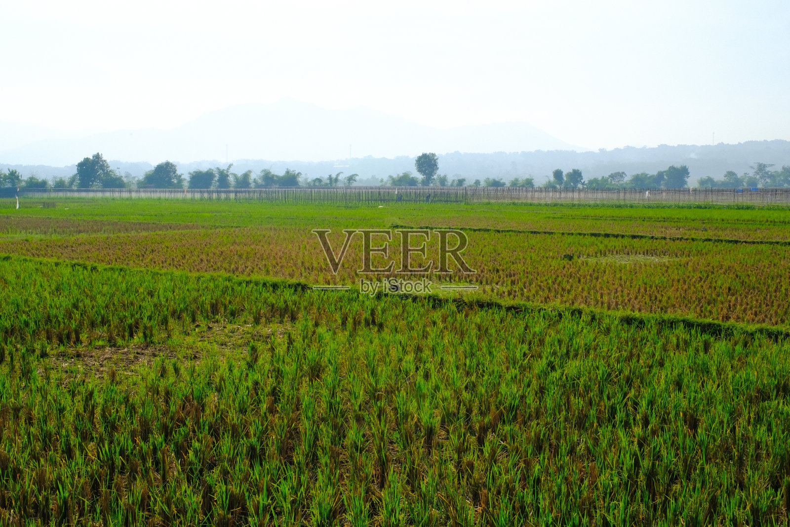 山脚下平坦的稻田照片摄影图片