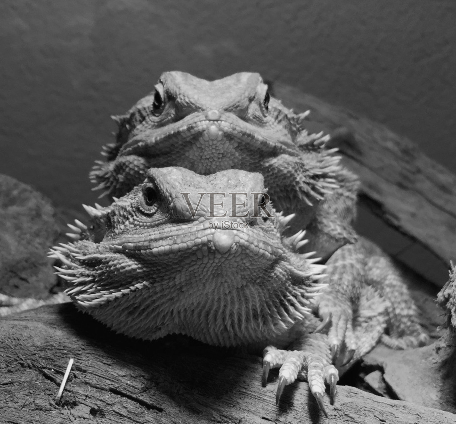 有胡子的龙照片摄影图片