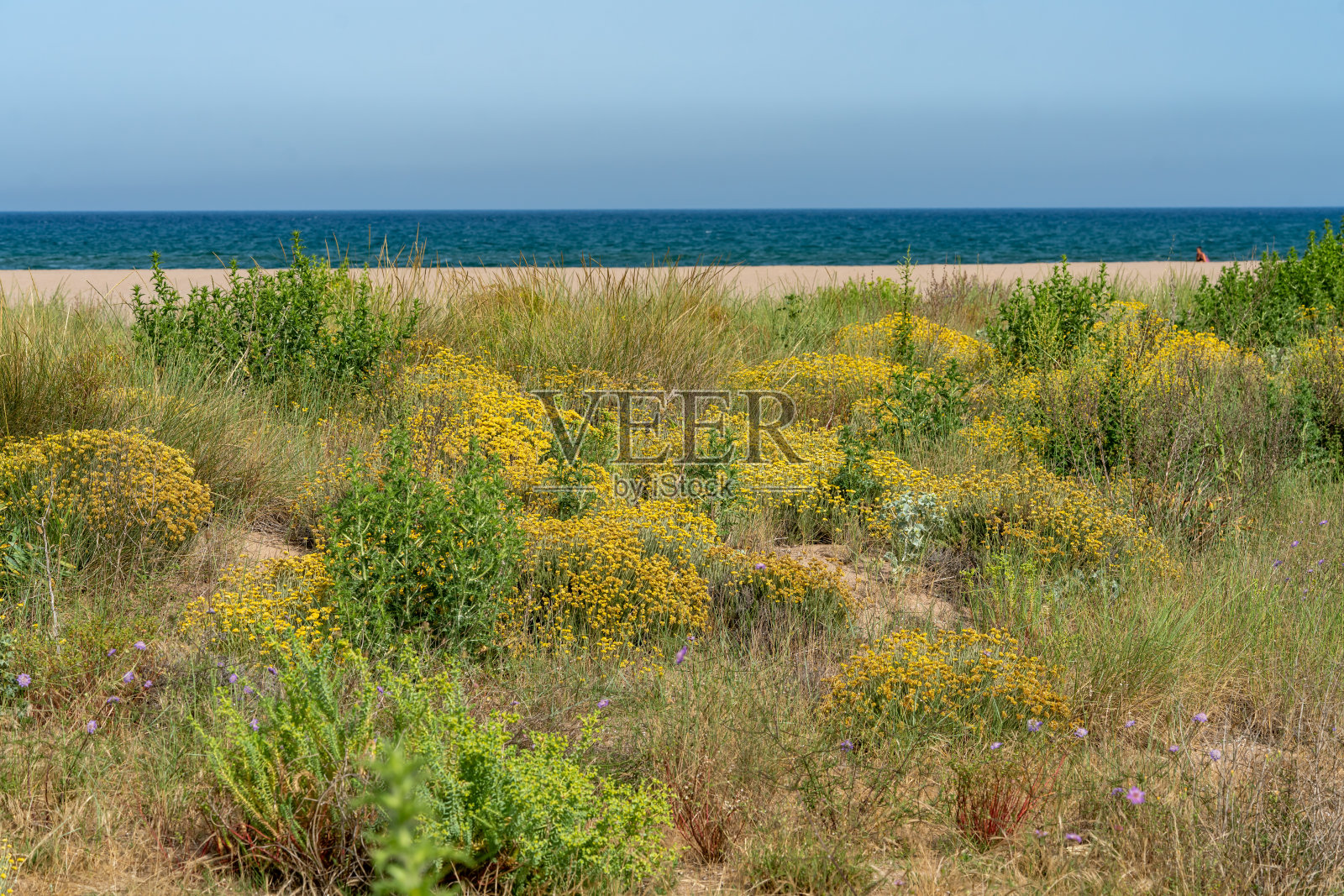 地中海海滩沙丘植被照片摄影图片