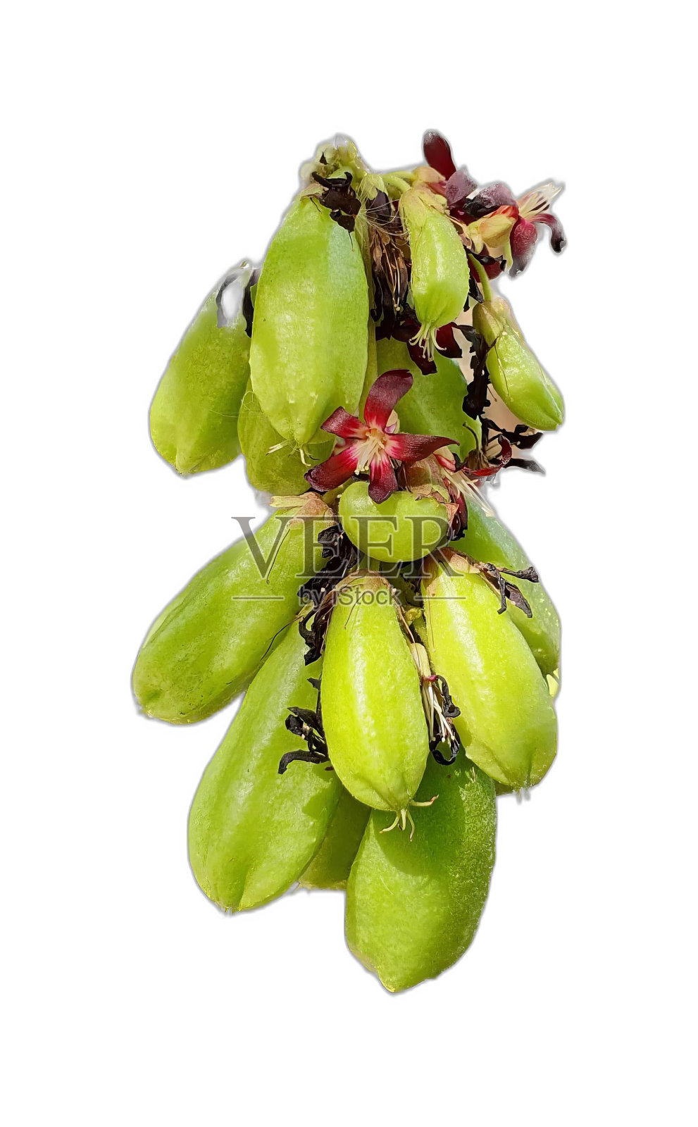 一串葡萄挂在树枝上的照片。照片摄影图片