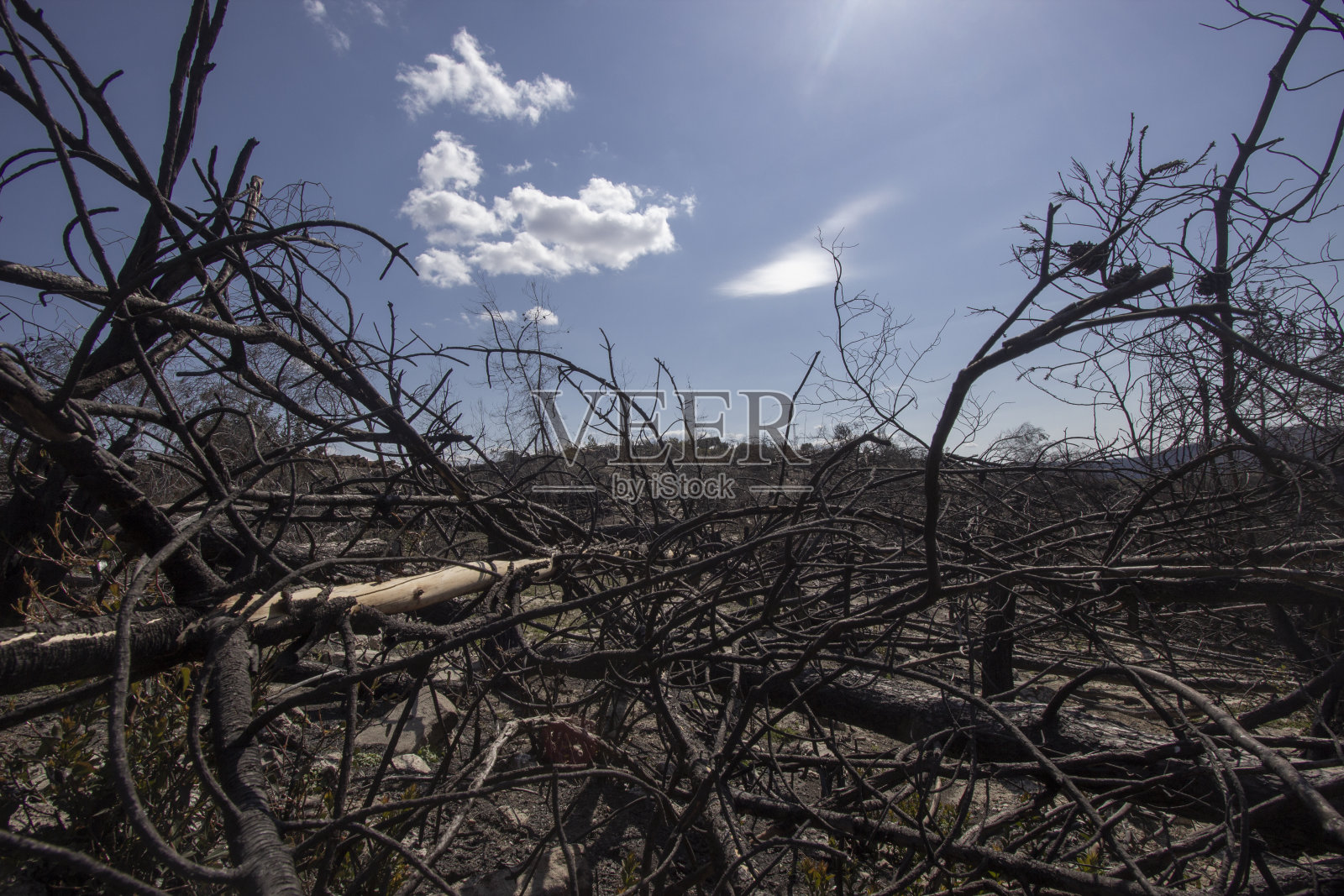 森林火灾后烧毁了树木照片摄影图片