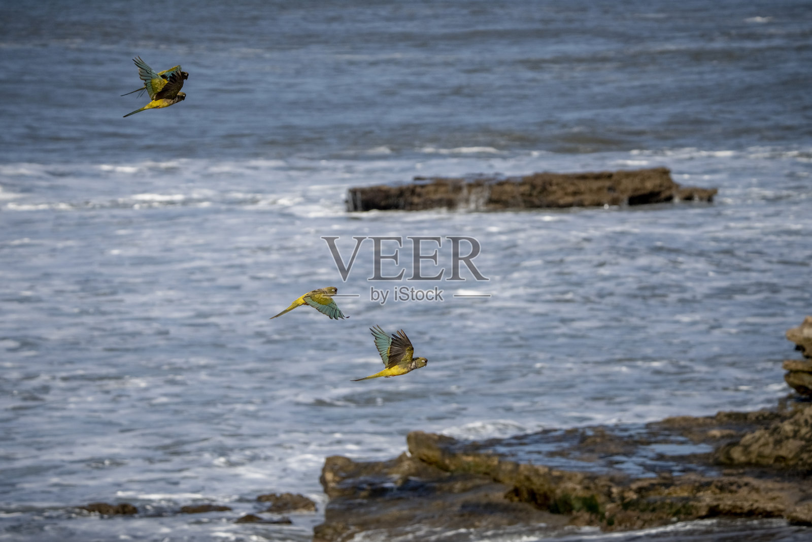 褐背鹦哥,阿根廷布宜诺斯艾利斯照片摄影图片