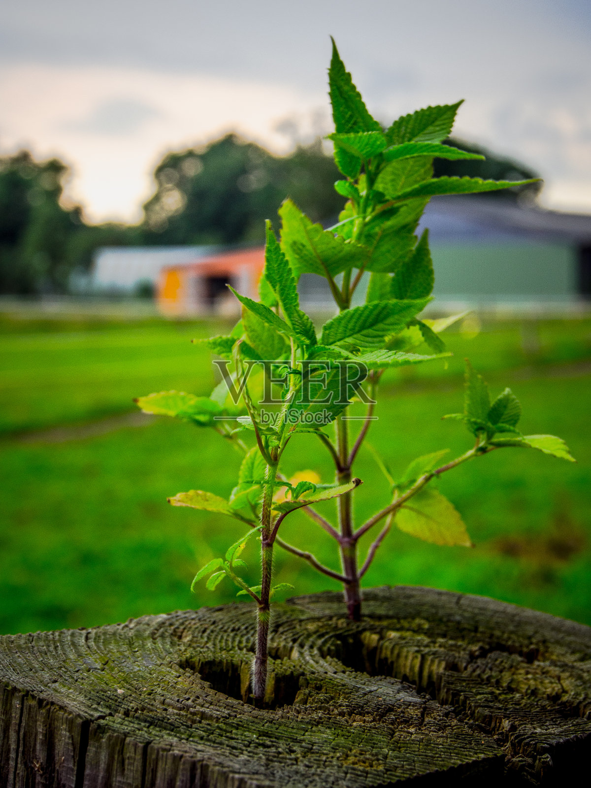 植物特写照片摄影图片