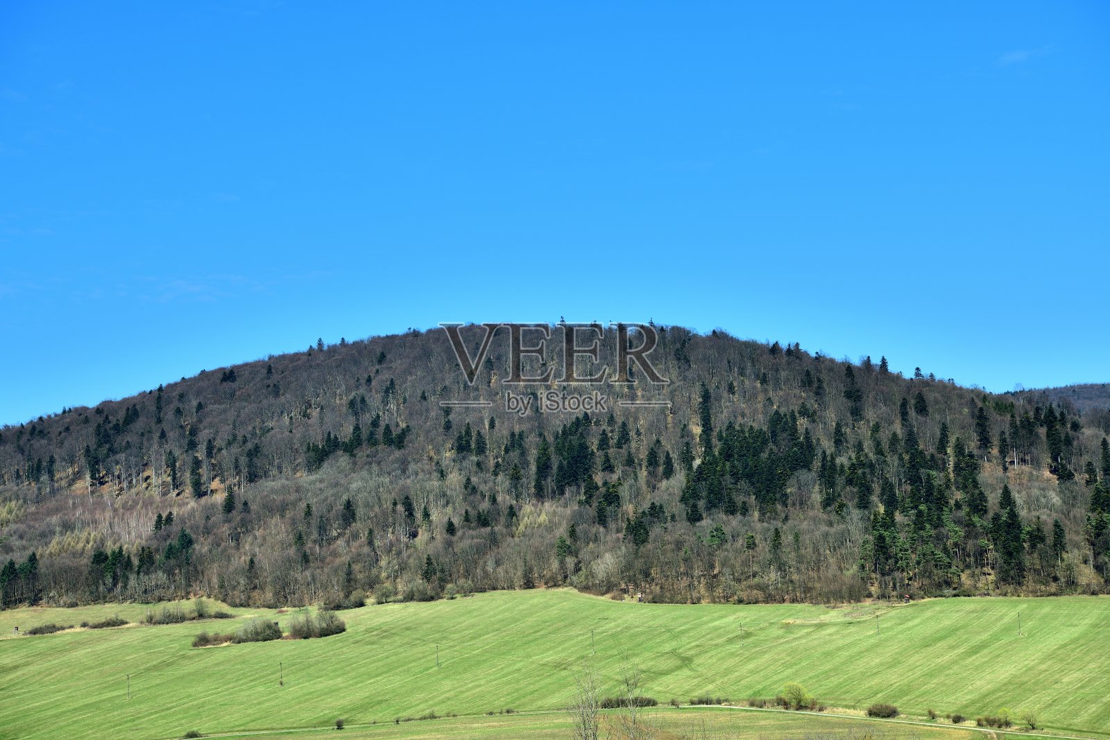在蓝天和森林边缘的背景下,看到一片绿色的草地照片摄影图片