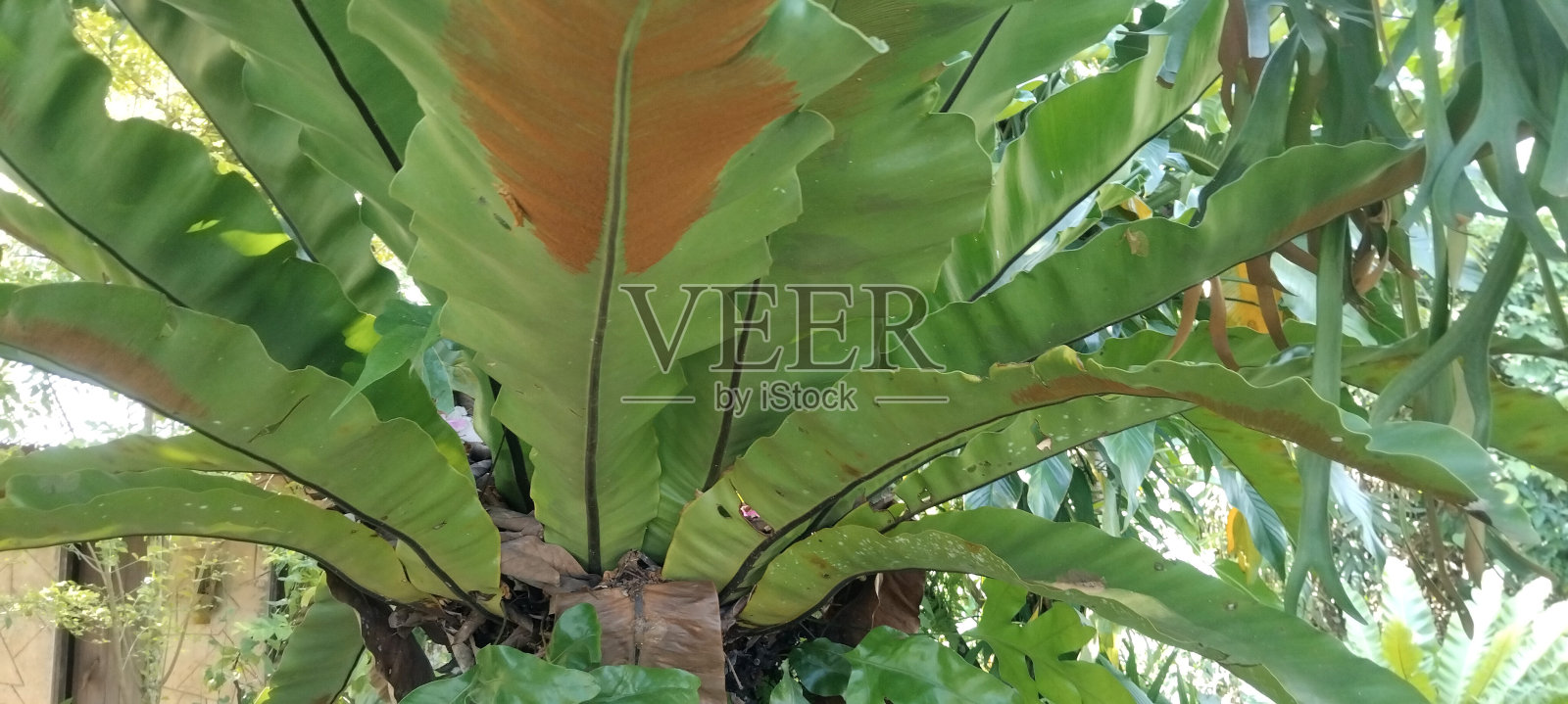 野蕨,俗称燕窝蕨照片摄影图片