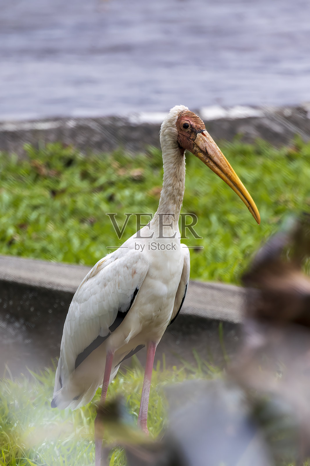 乳鹤(菌丝体)照片摄影图片