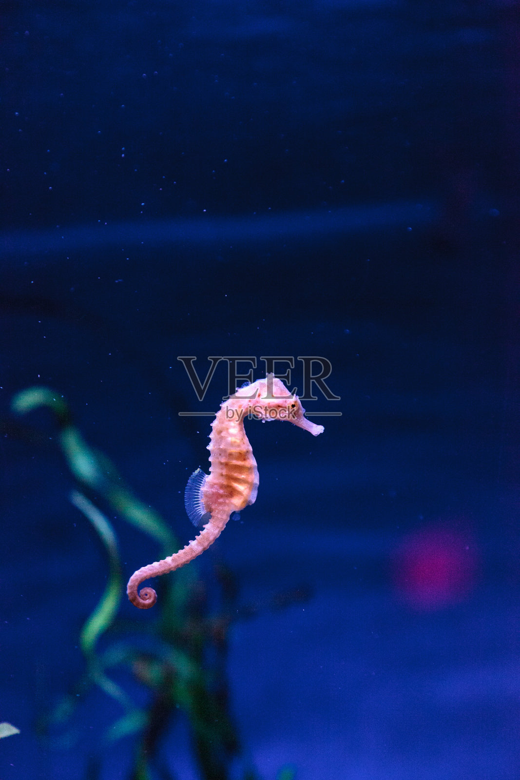 海马特写照片摄影图片