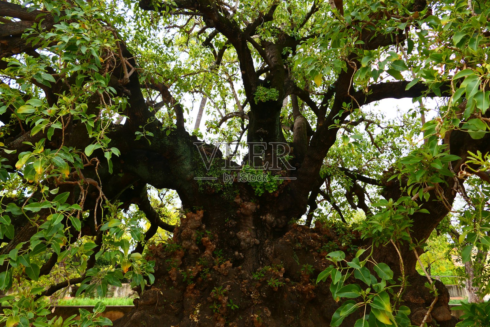 植物,塞维利亚,安达卢西亚照片摄影图片
