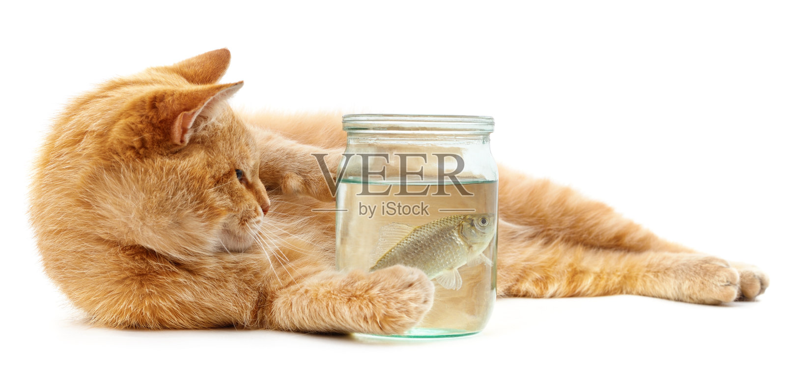 猫和鱼在一个玻璃罐子里。照片摄影图片