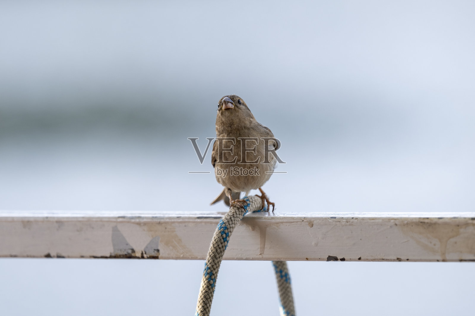 这只麻雀站在一个白色的金属结构和编织的绳子上。欧亚大陆的树雀。栗色的鸟是欧洲最常见的鸟之一。照片摄影图片