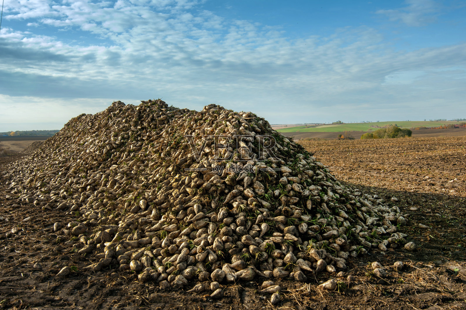 一堆,一堆甜菜在收获季节的天空下照片摄影图片