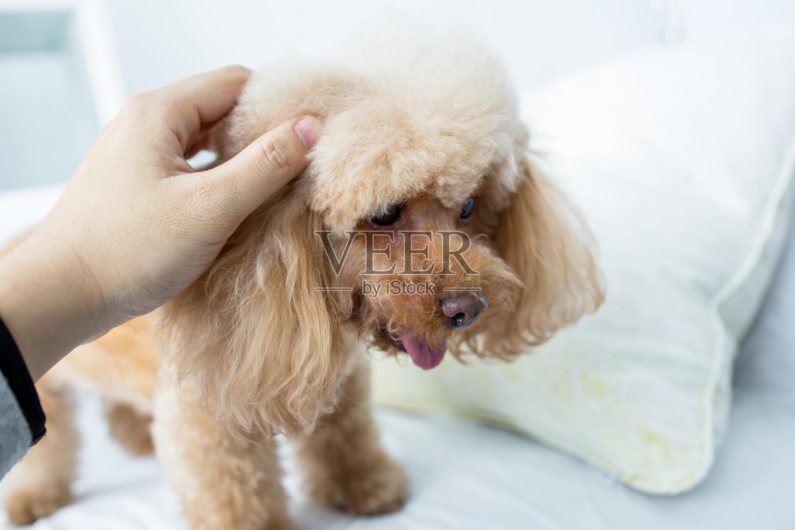 抚摸贵宾犬的人照片摄影图片