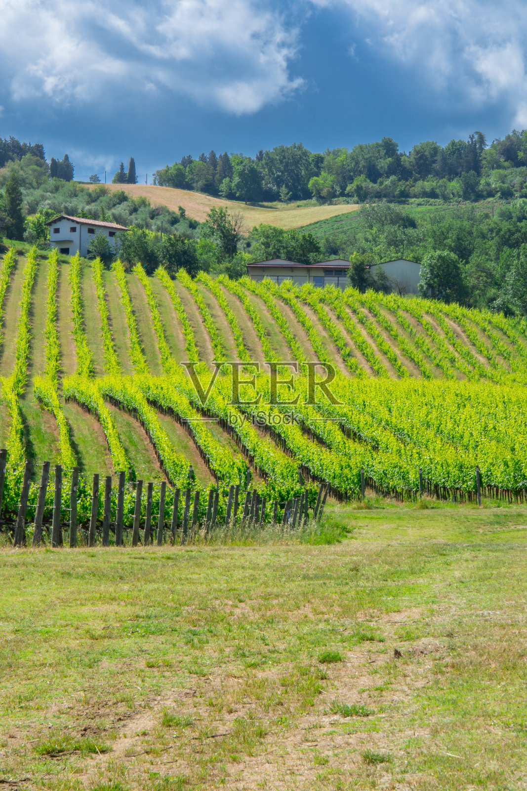 意大利艾米利亚-罗马涅的葡萄园照片摄影图片