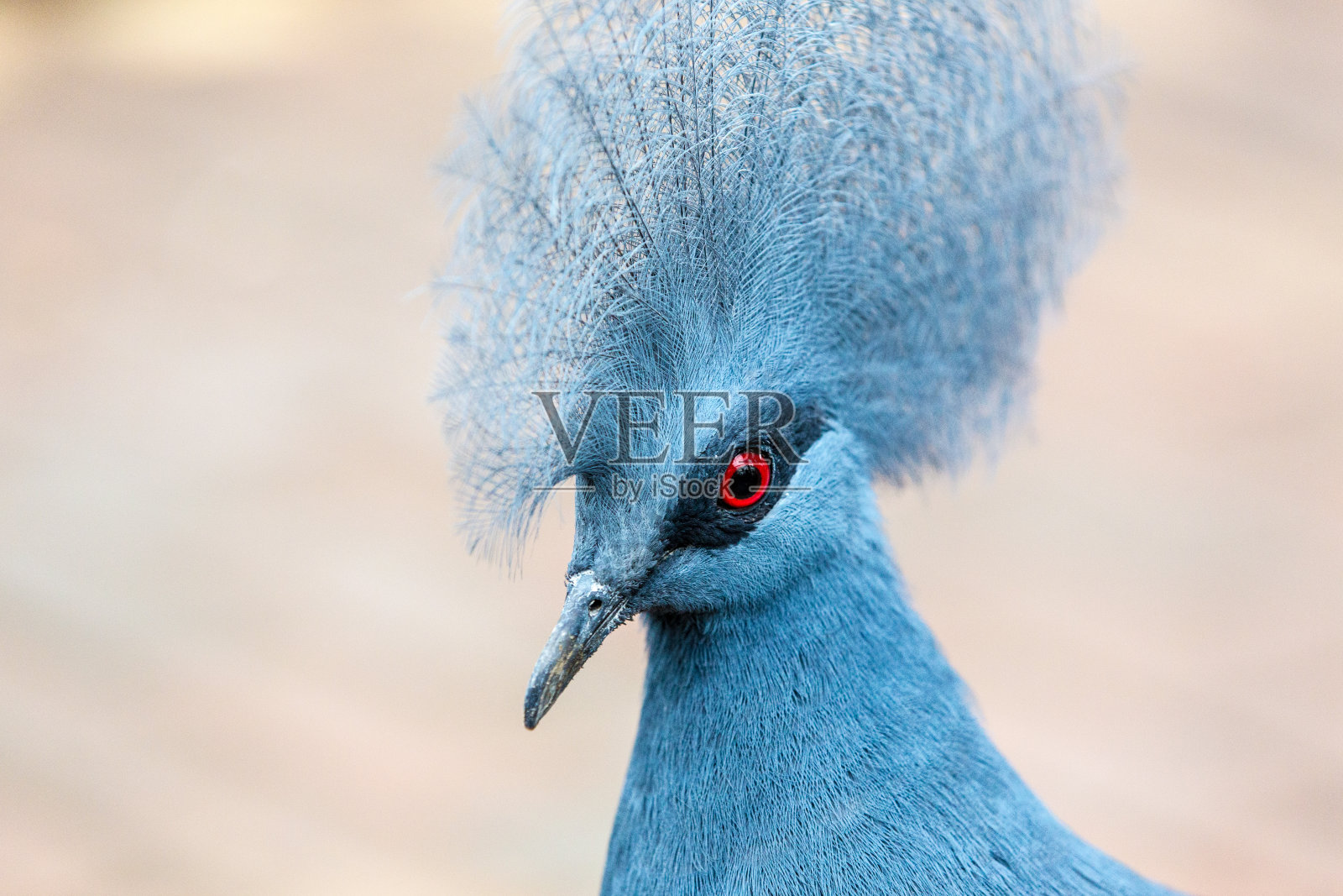 鸟的特写照片摄影图片