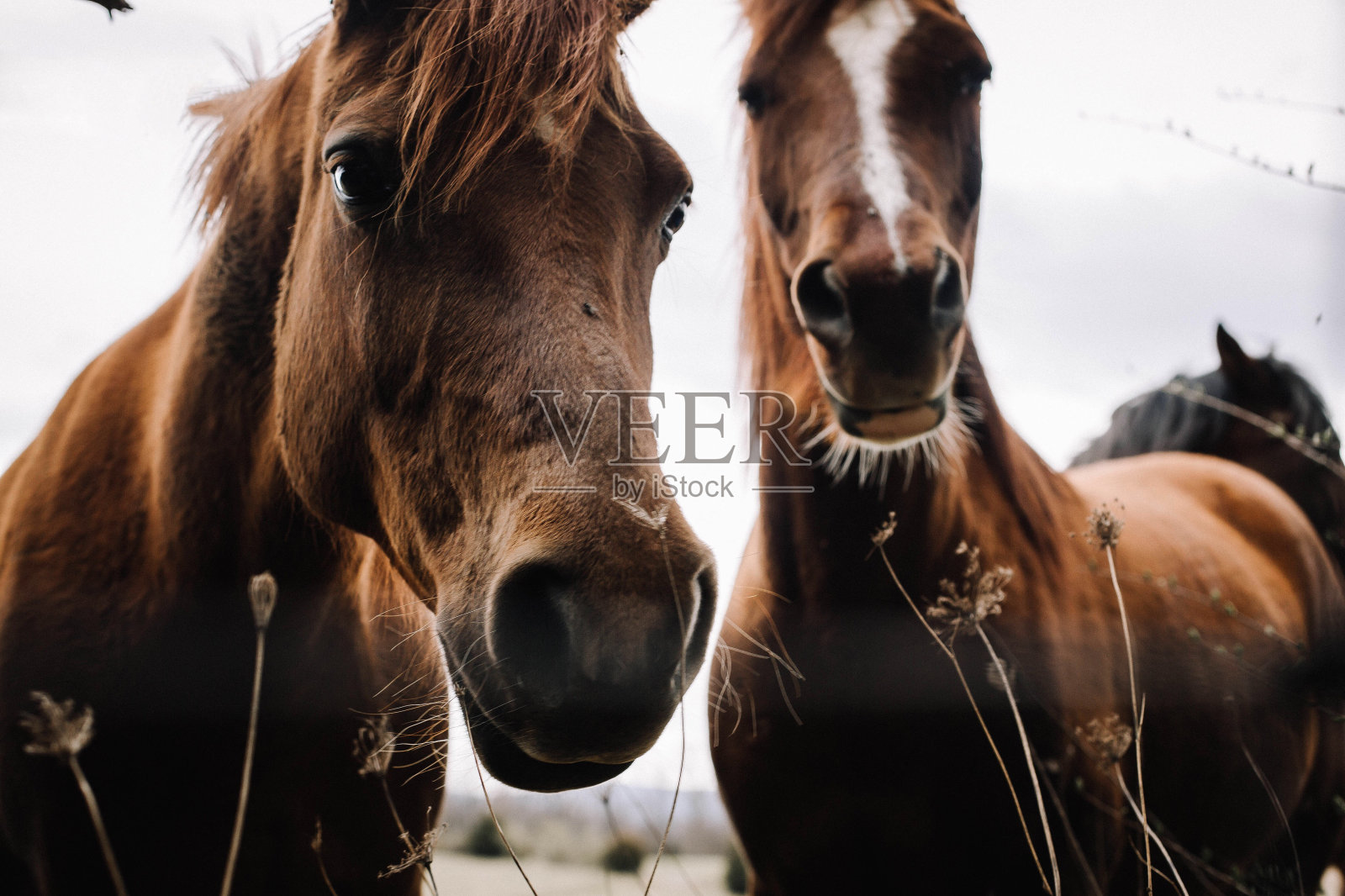 马的特写肖像照片摄影图片