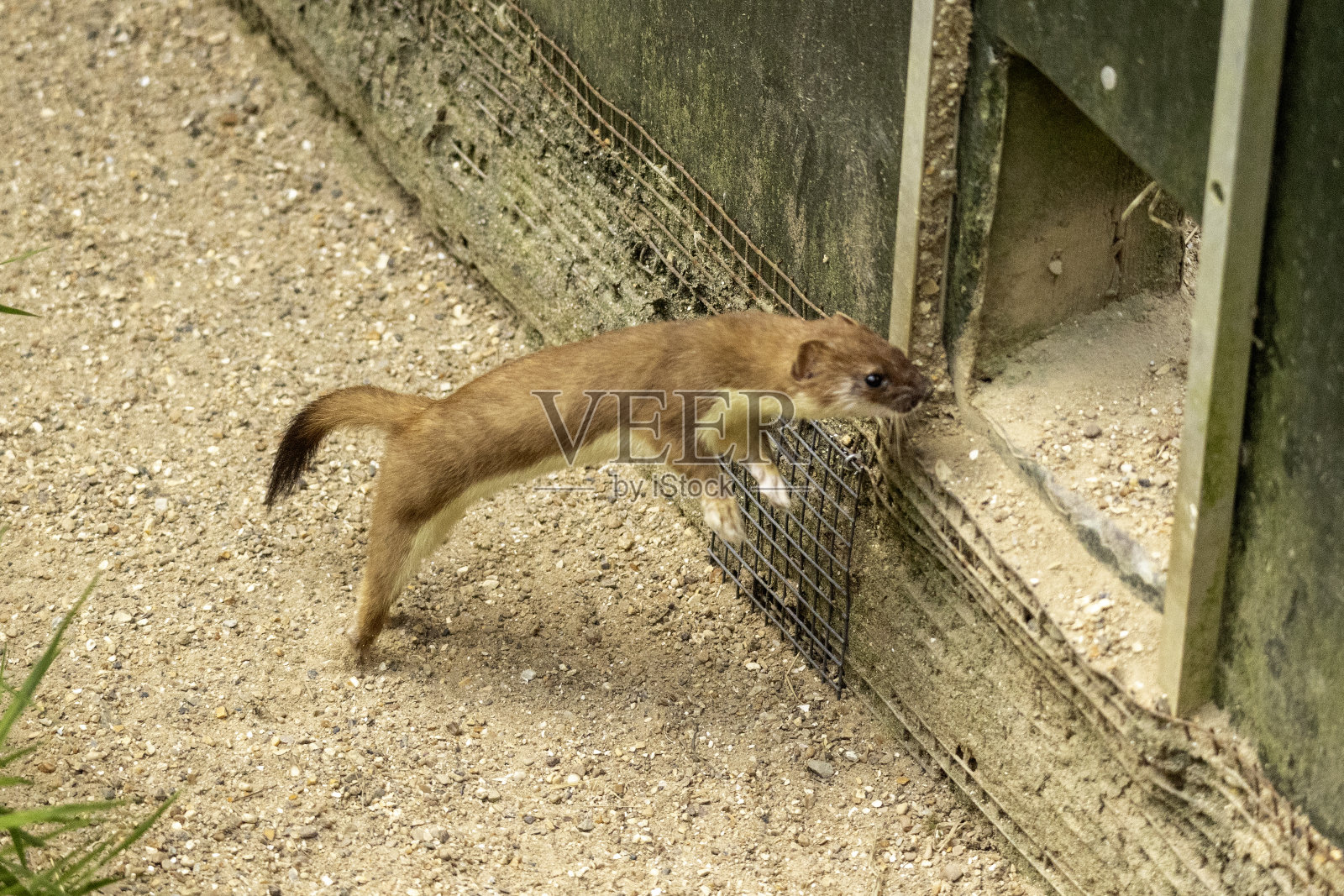 白鼬照片摄影图片