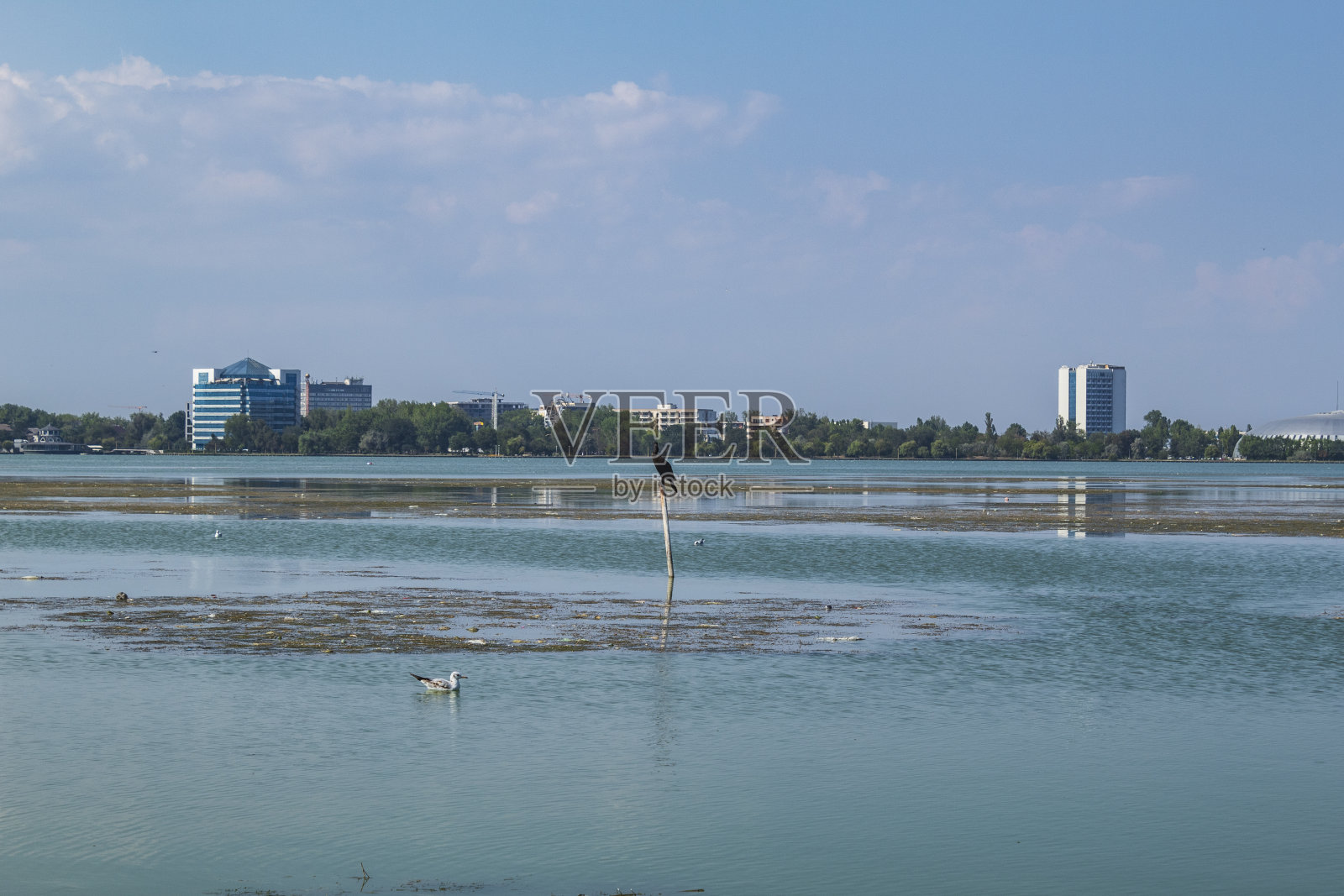 鸟,鸟,动物,羽毛,喙,野生动物,Еurope,罗马尼亚照片摄影图片