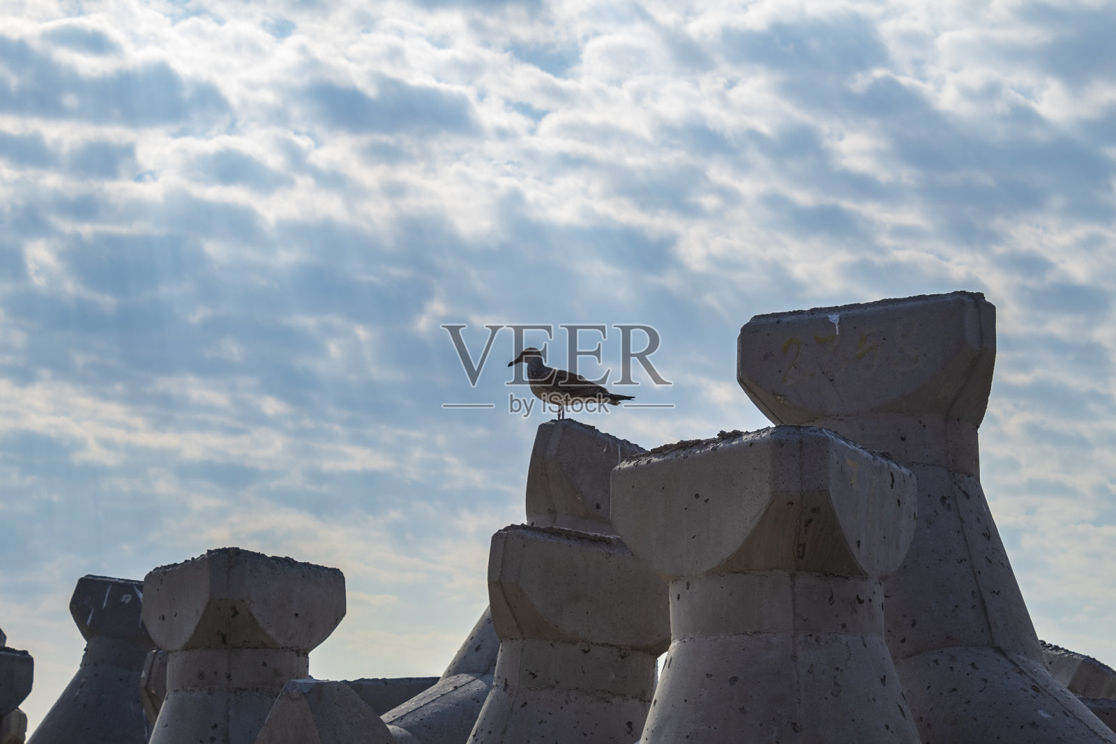 鸟,鸟,动物,羽毛,喙,野生动物,Еurope,罗马尼亚照片摄影图片