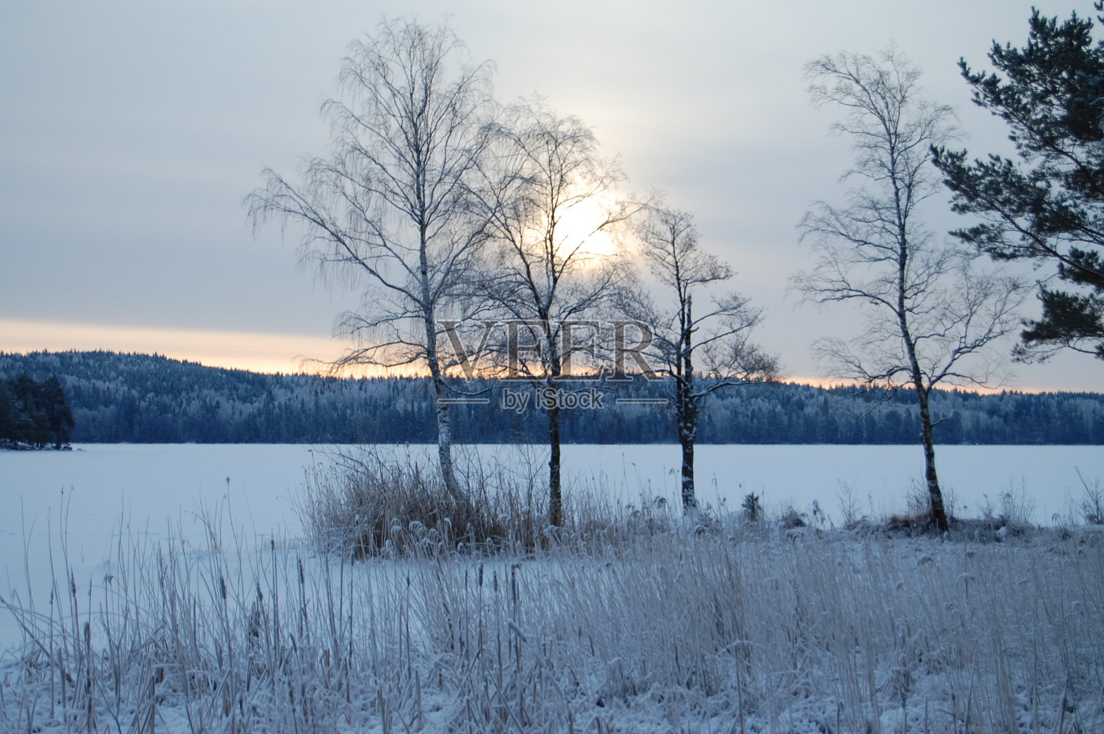 光秃秃的树木在田野对湖在冬天照片摄影图片