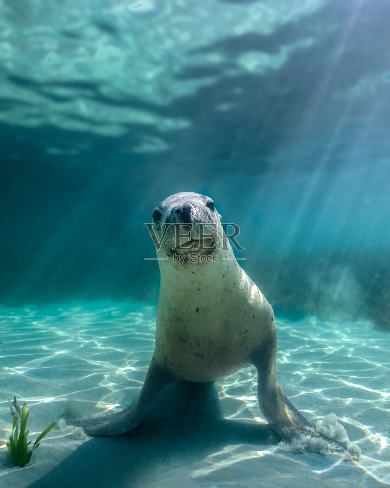 水下海狮照片摄影图片