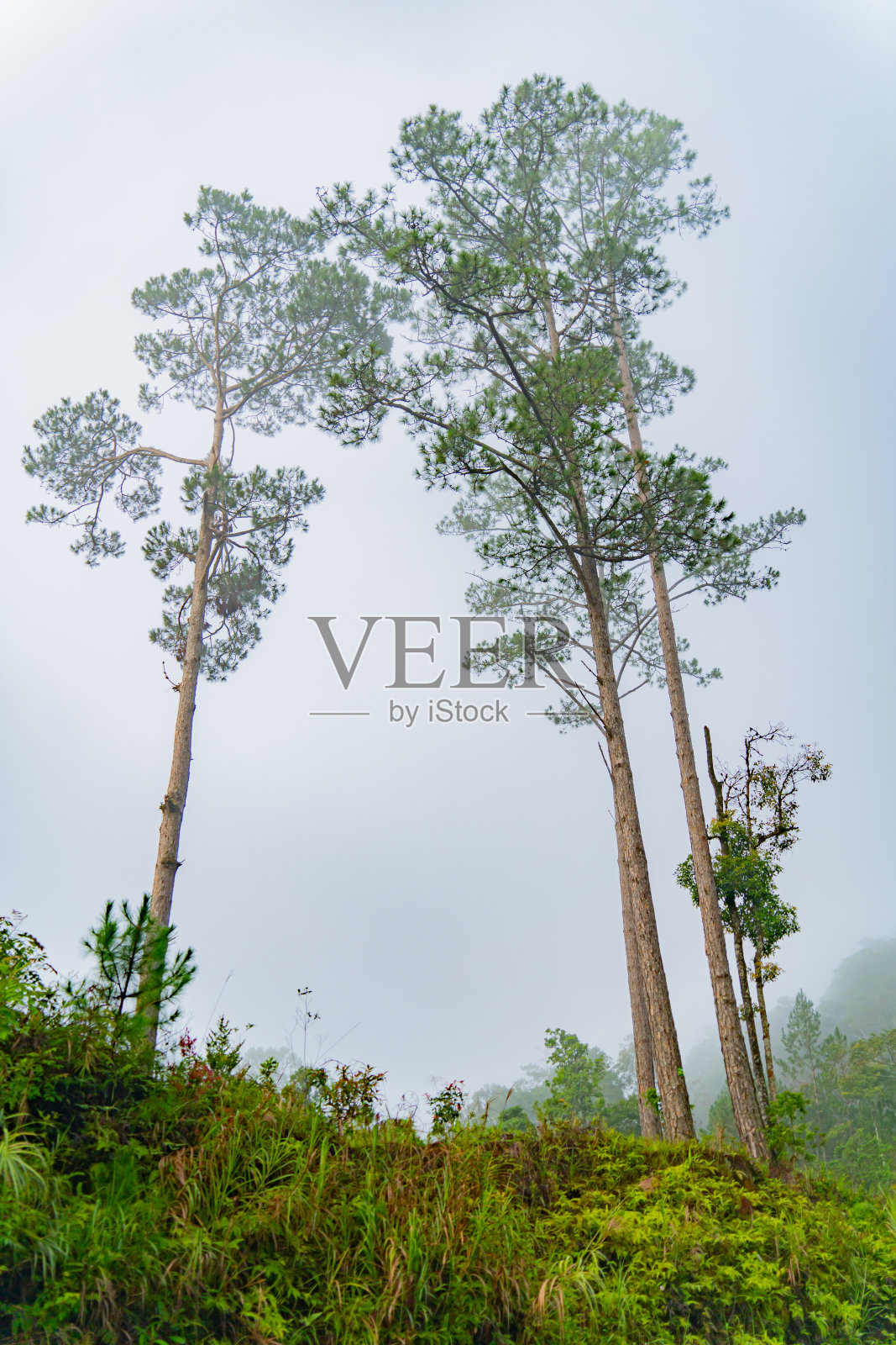 晨雾中的针叶树。照片摄影图片