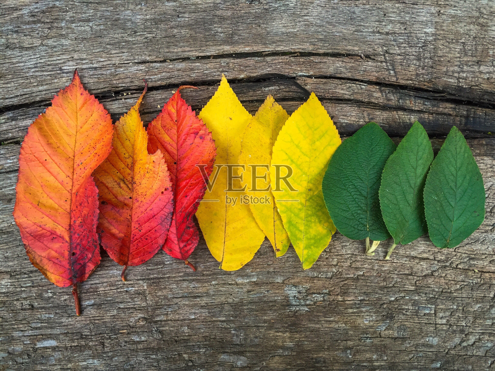 木质上的黄色枫叶的高视角照片摄影图片