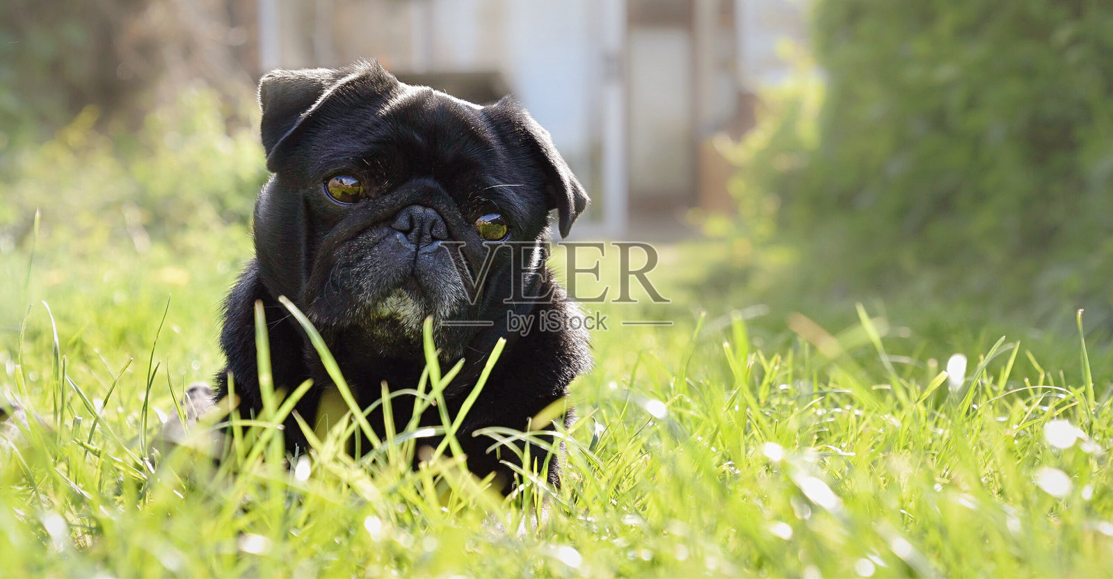 狗站在草地上照片摄影图片