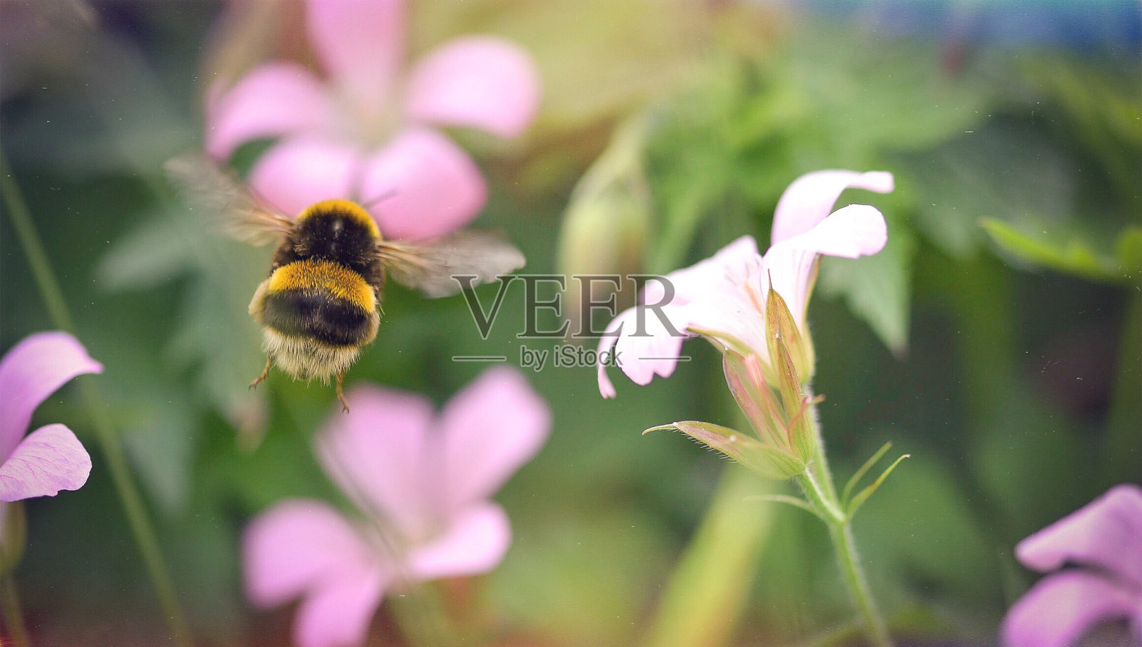 大黄蜂在粉色花朵上的特写照片摄影图片