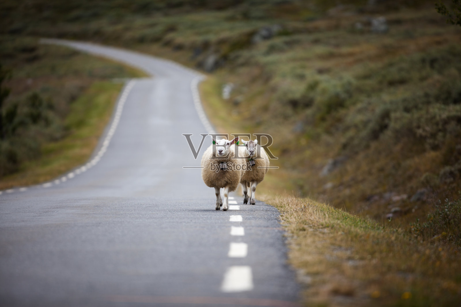 羊走在路上的正面视图照片摄影图片