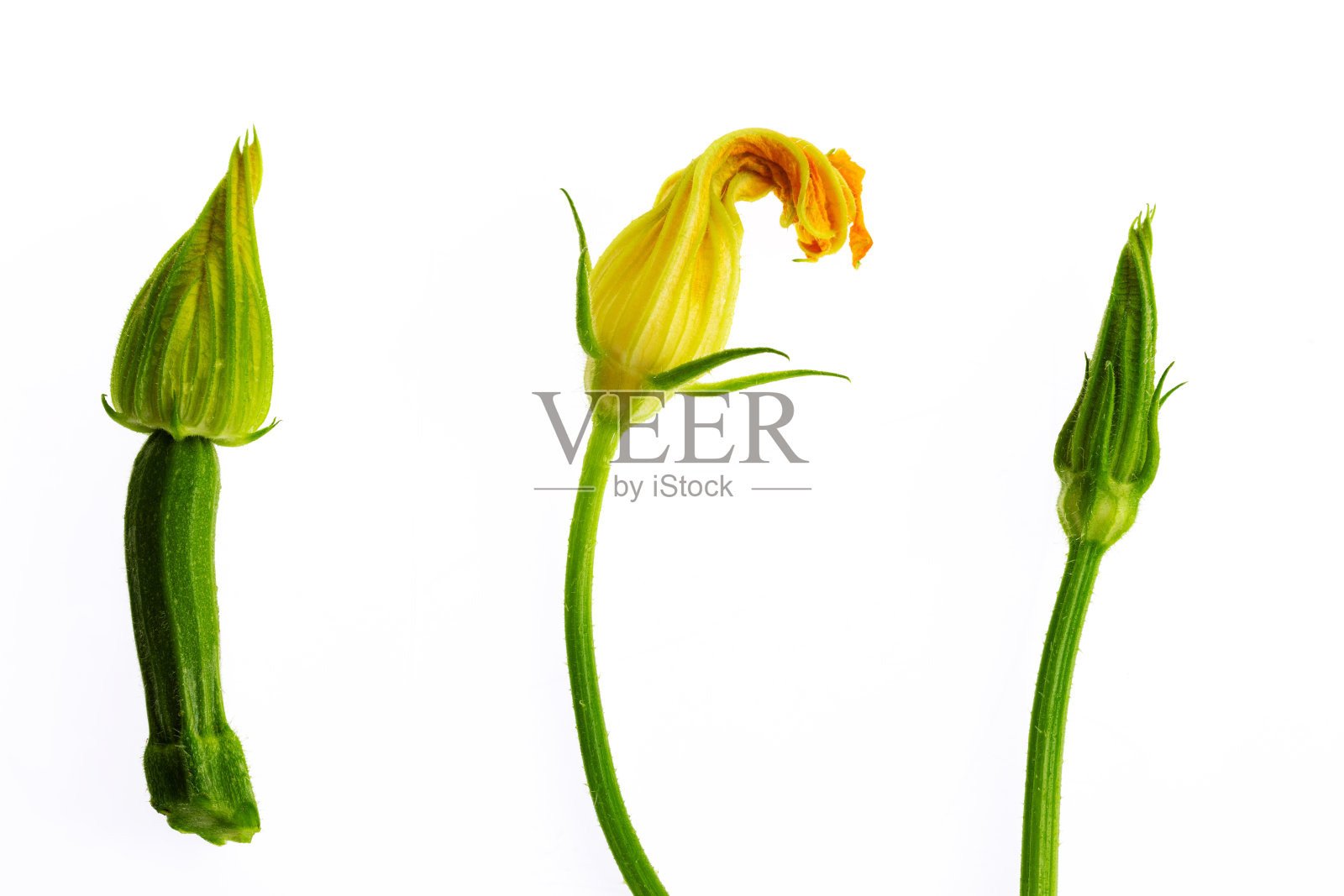 小西葫芦和西葫芦花照片摄影图片