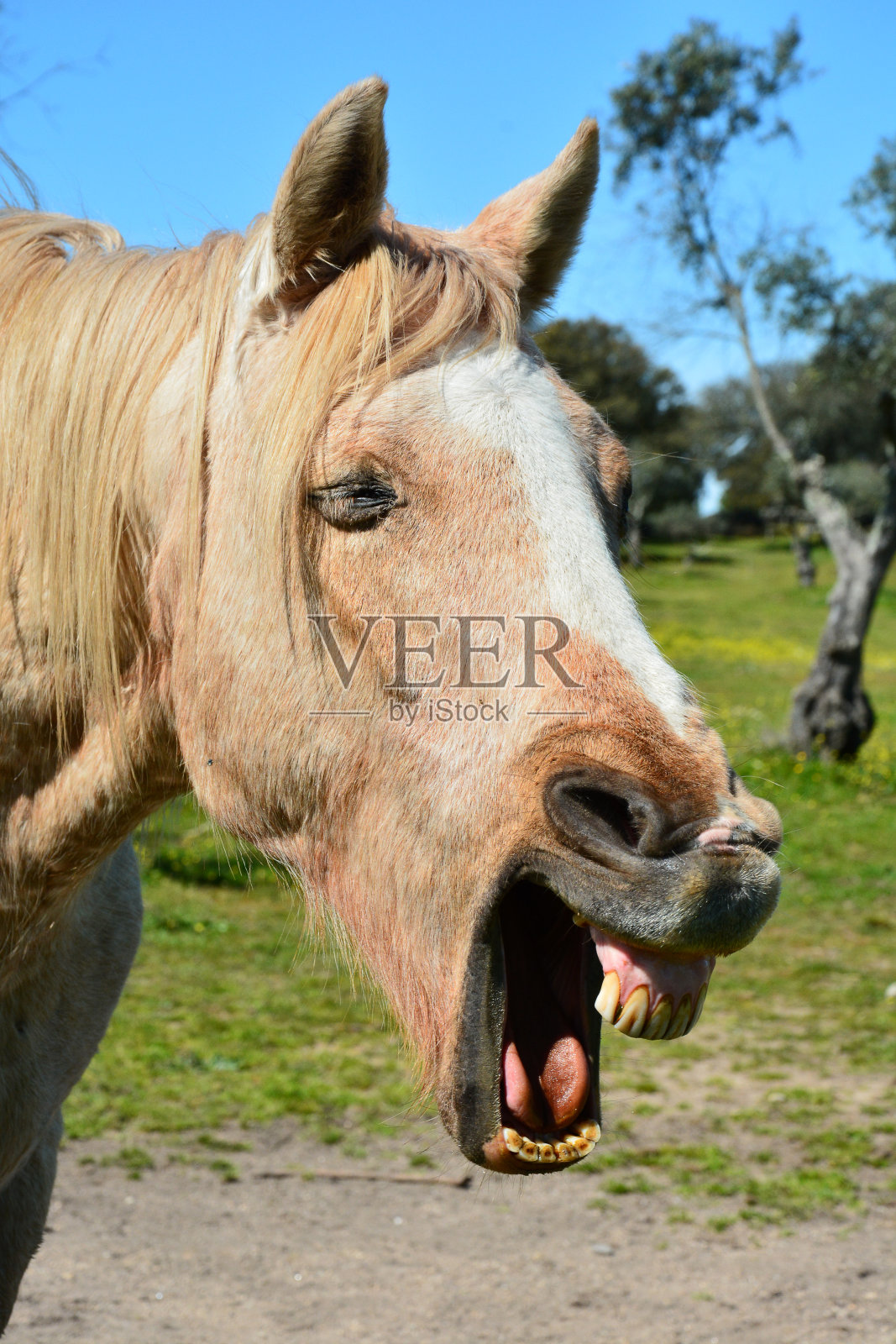 马张着嘴的特写照片摄影图片