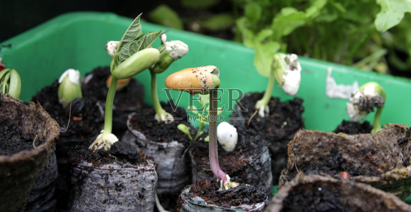 豆子在陆地上生长的特写照片摄影图片