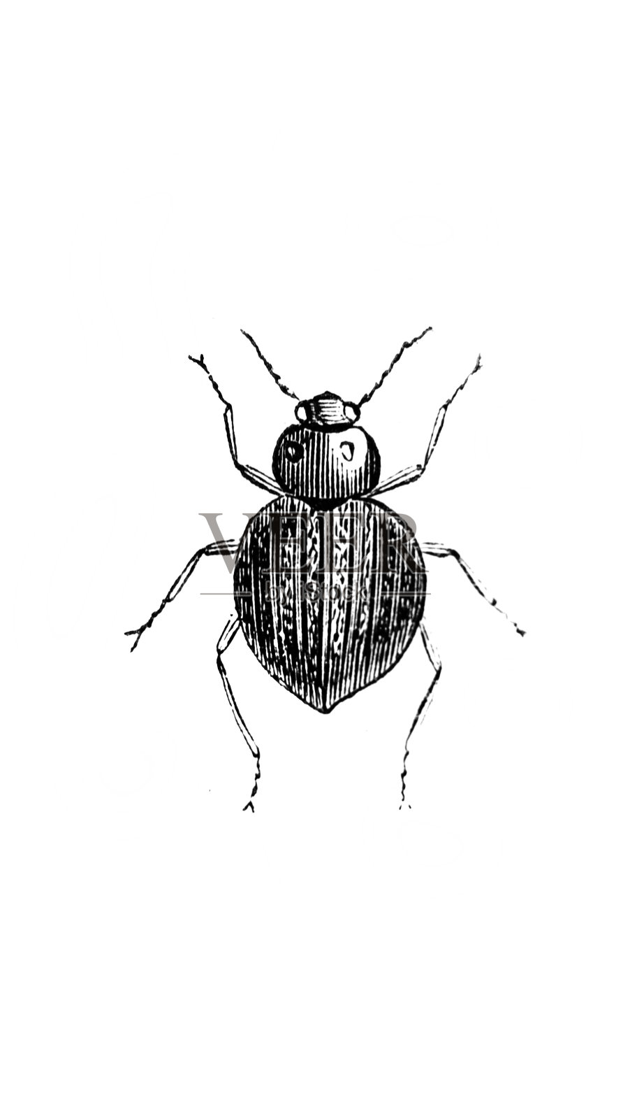 一只长腿的小甲虫,绘于埃里希森的古书《自然史》,1847年,巴黎插画图片素材