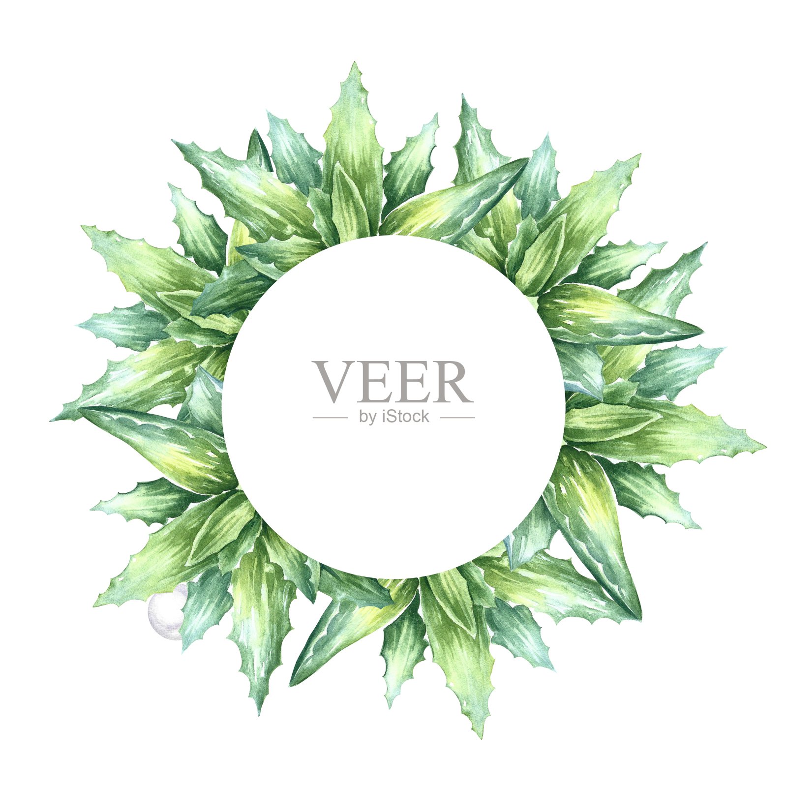 芦荟。框架是圆形的,上面种着芦荟植物。手绘水彩插图。芦荟丛。用于化妆品、香水和药品的标签和包装。插画图片素材