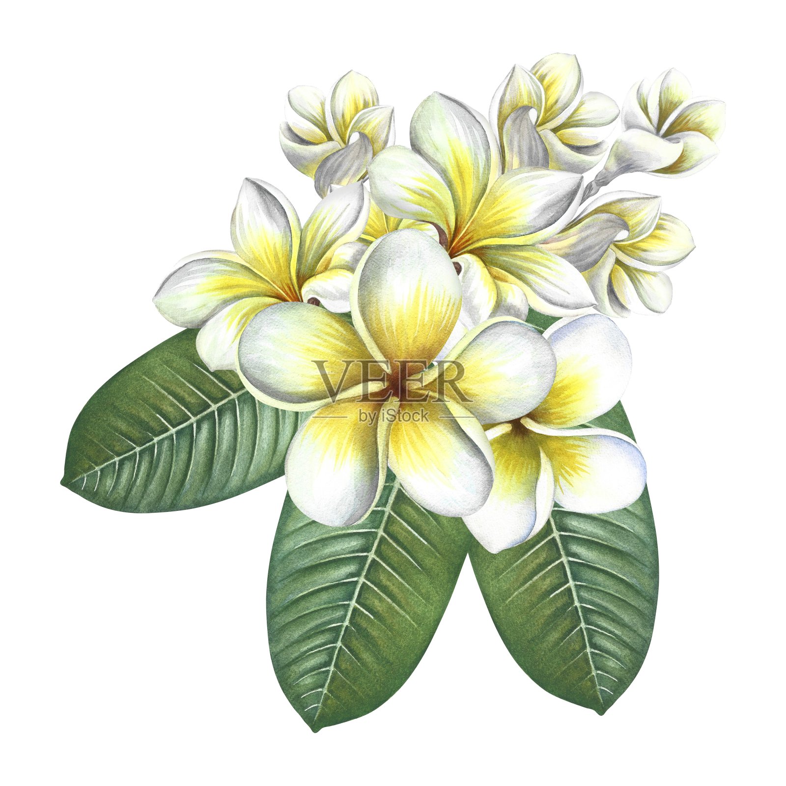 Plumeria。一束充满异国情调的热带香花。手绘水彩插图。包装、明信片和标签设计的一个元素。用于横幅,传单和海报。插画图片素材