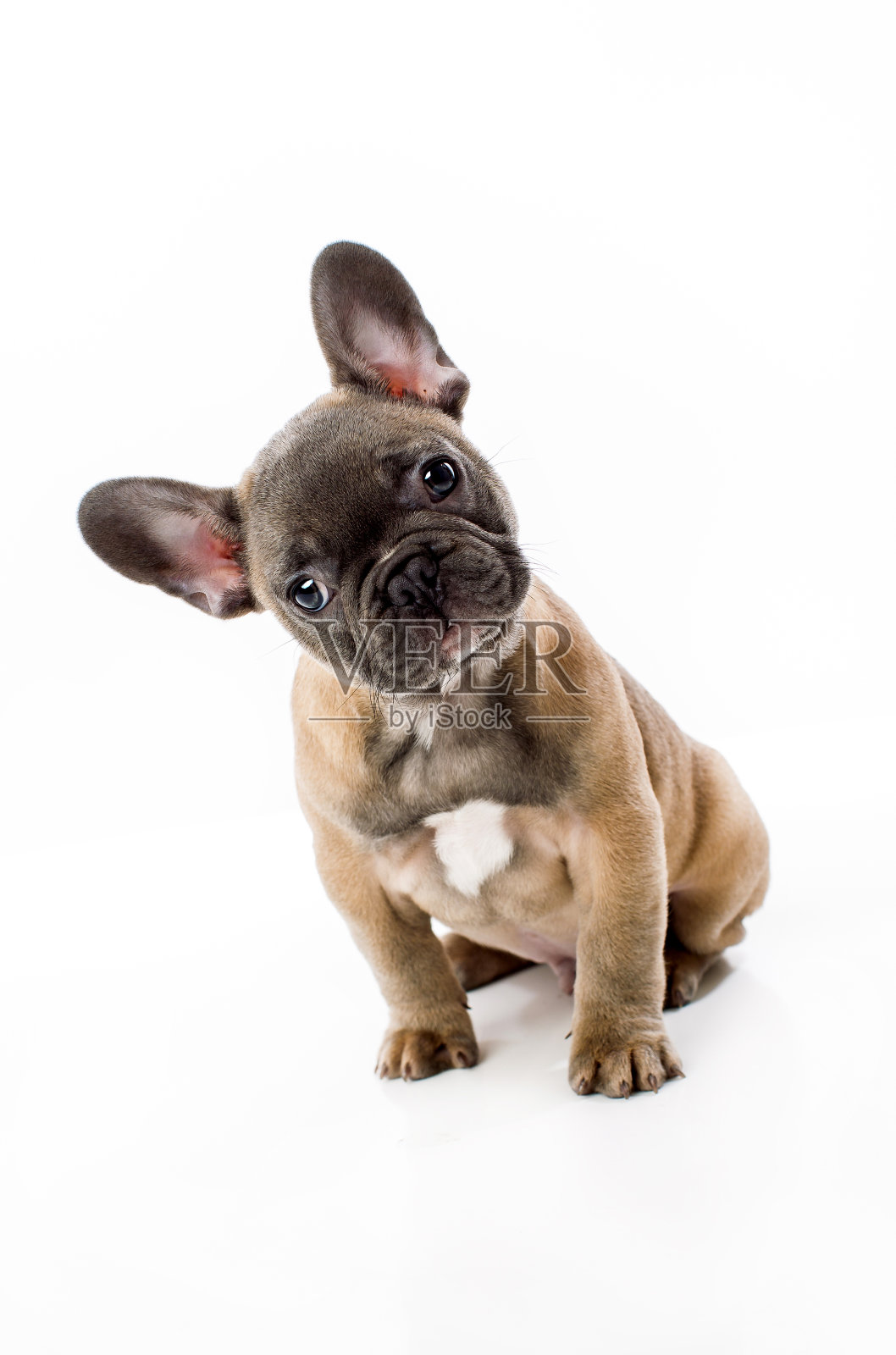 白色背景上的法国斗牛犬肖像照片摄影图片